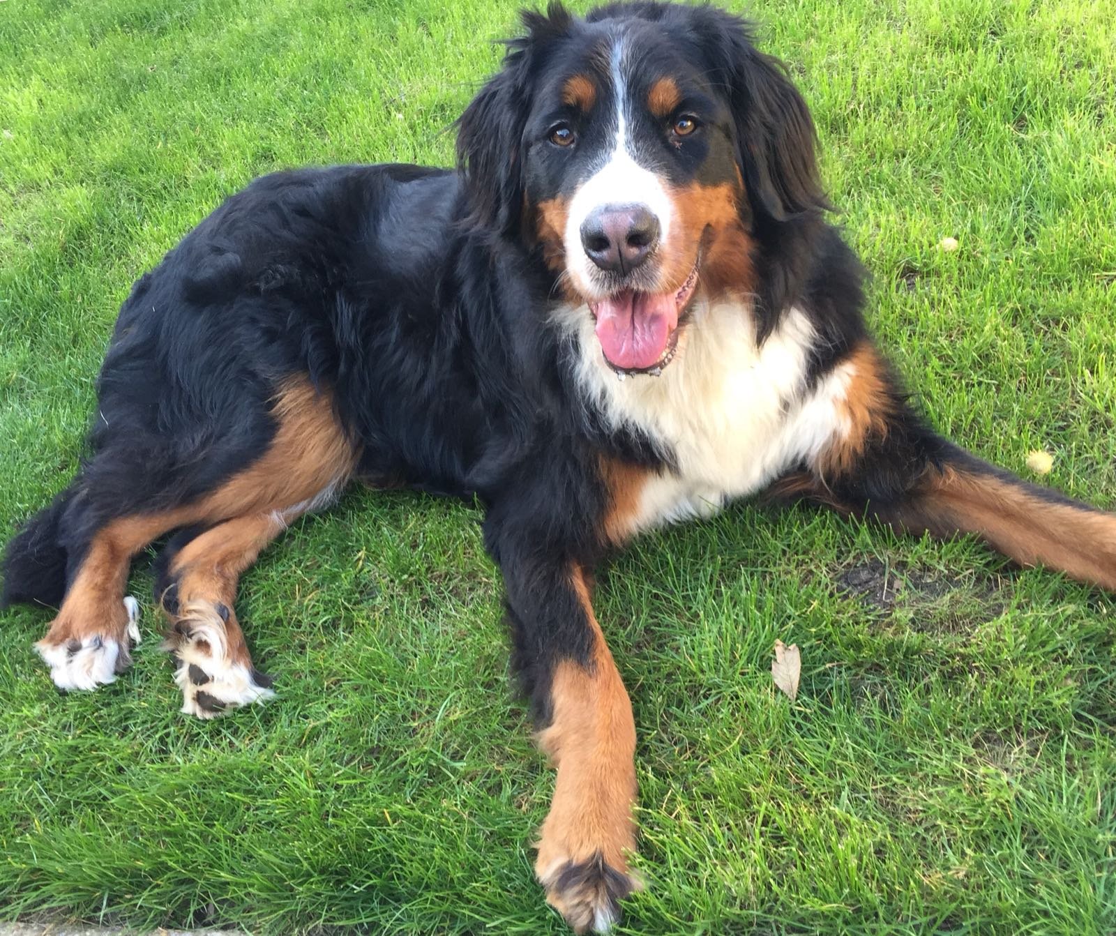 Bernese Mountain Dog lying on grass