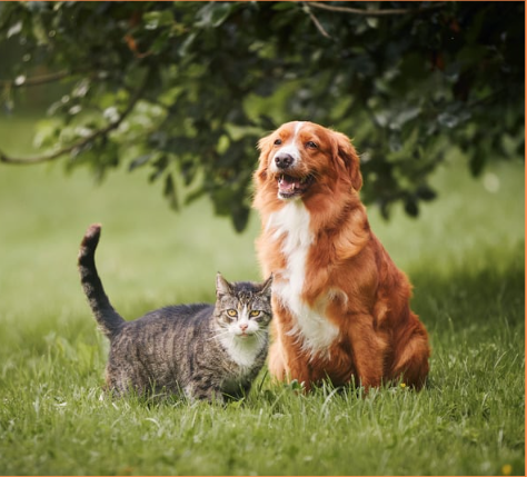 A brown and white dog sitting next to a gray tabby cat on a grassy field, with trees in the background.